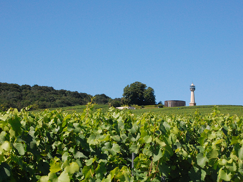 La vigne Champagne Faucheron-Gavroy Tours sur Marne