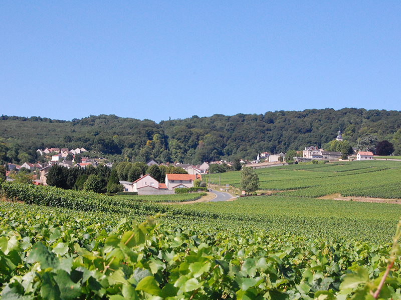 La vigne Champagne Faucheron-Gavroy Tours sur Marne