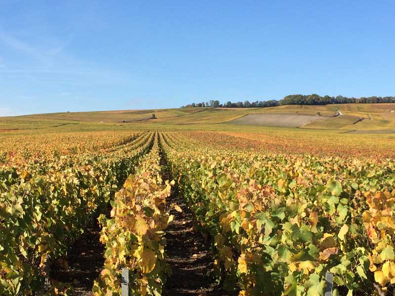 La vigne Champagne Faucheron-Gavroy Tours sur Marne