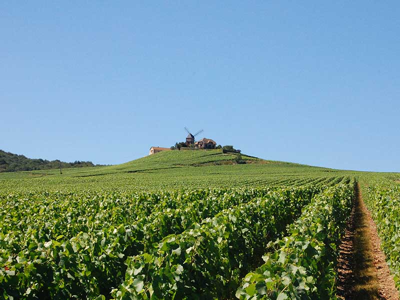 La vigne Champagne Faucheron-Gavroy Tours sur Marne