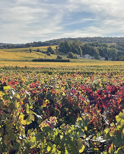 Champagne Faucheron-Gavroy