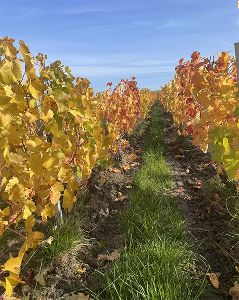 Champagne Faucheron-Gavroy