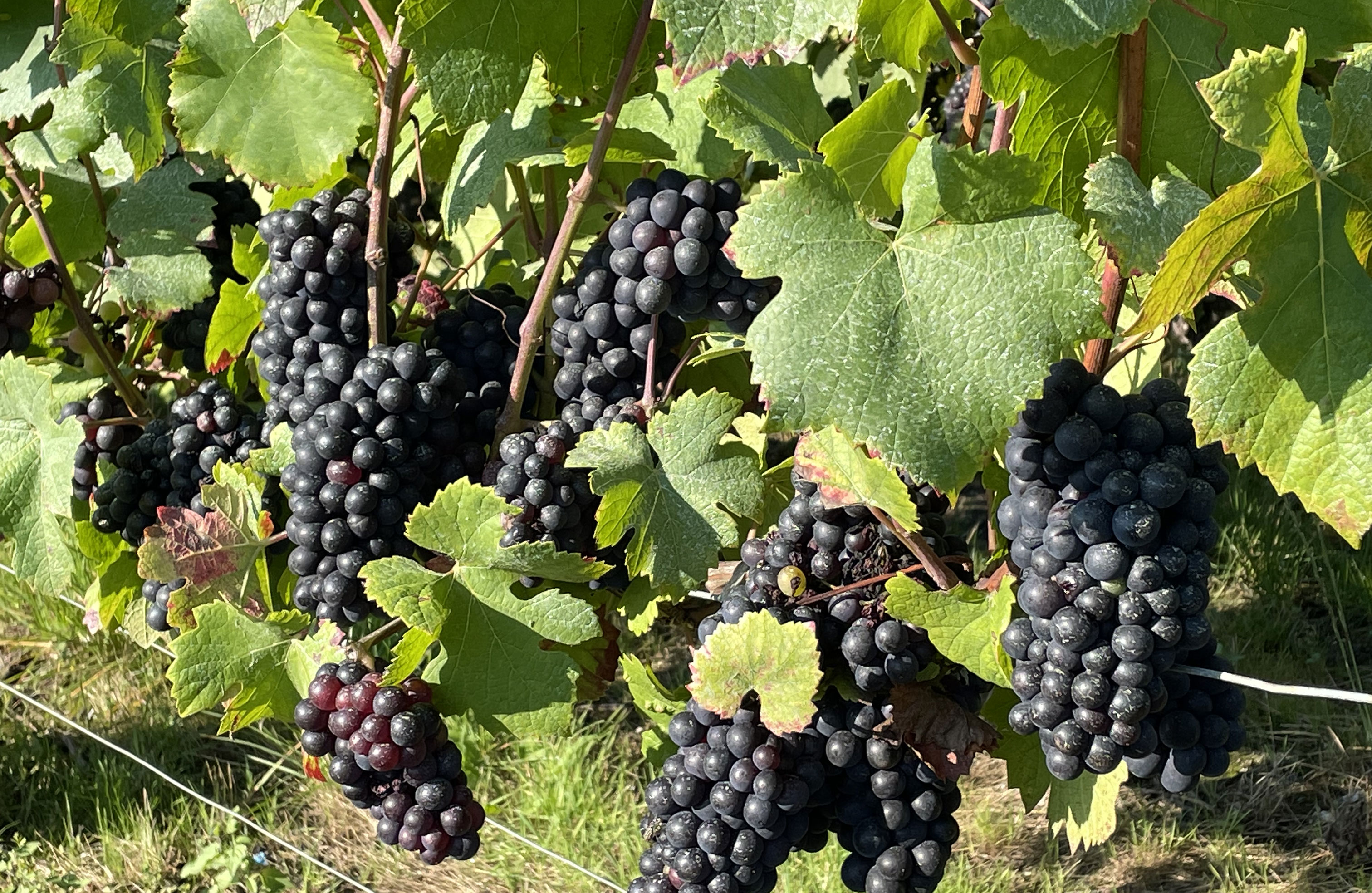 Le Vignoble Champagne Faucheron-Gavroy