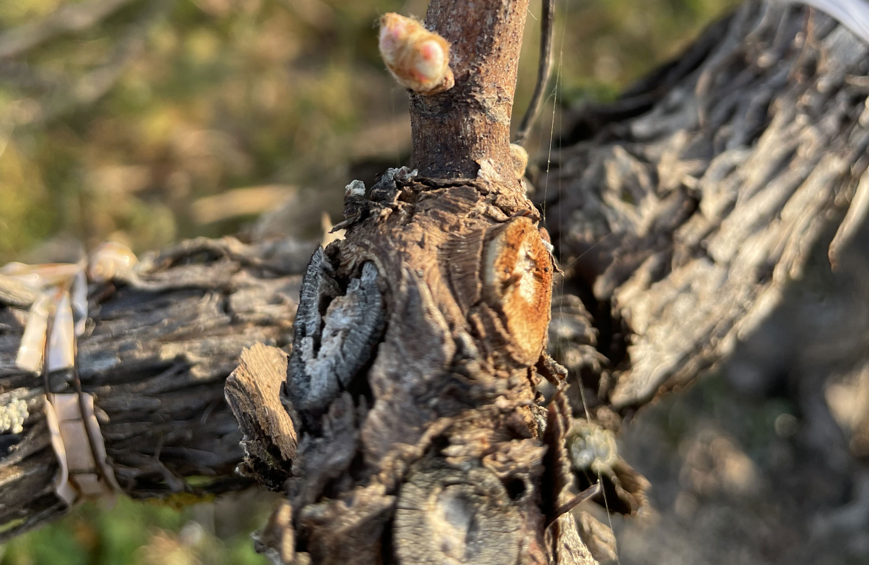 Le Vignoble Champagne Faucheron-Gavroy