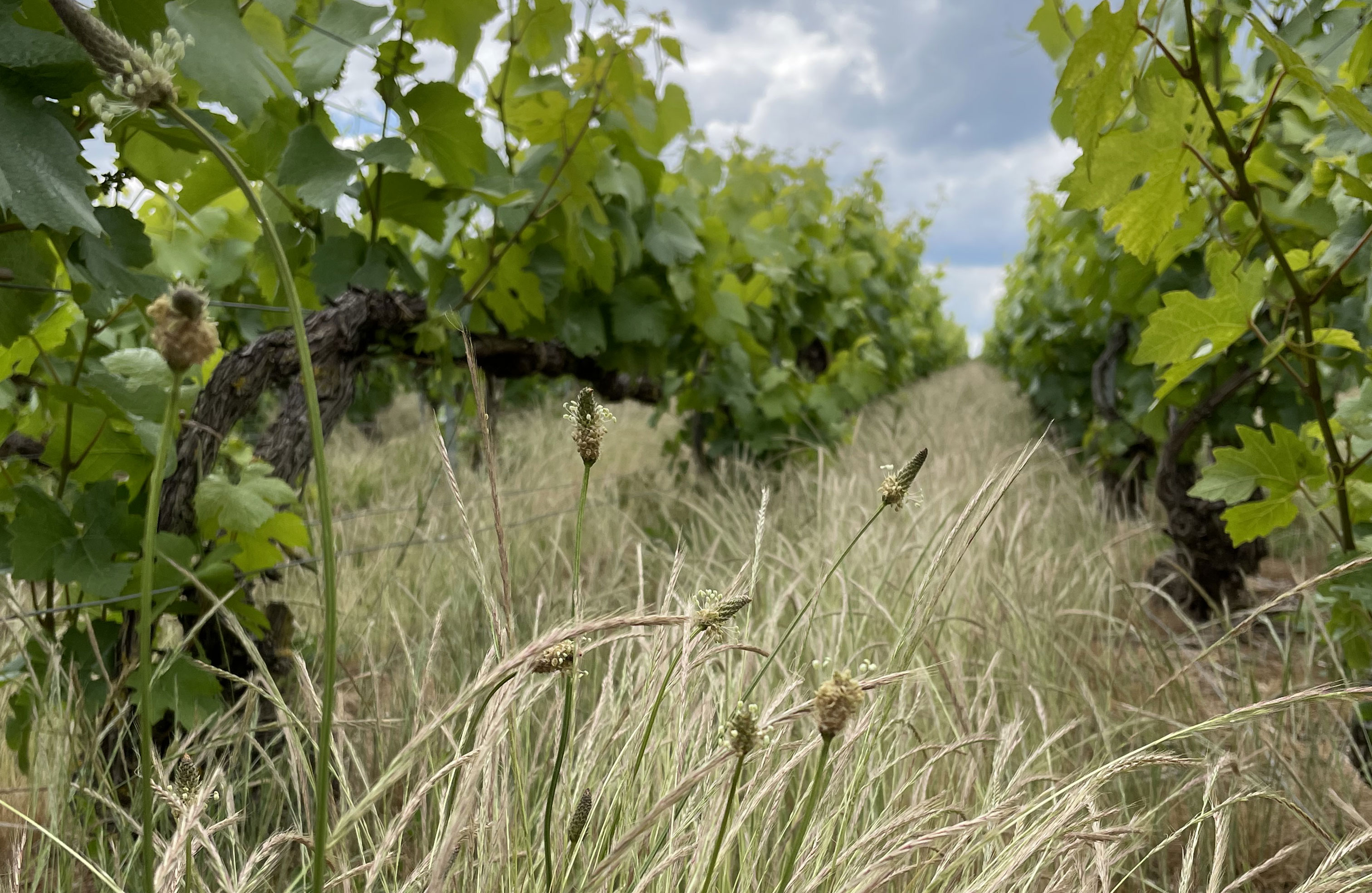 Le Vignoble Champagne Faucheron-Gavroy