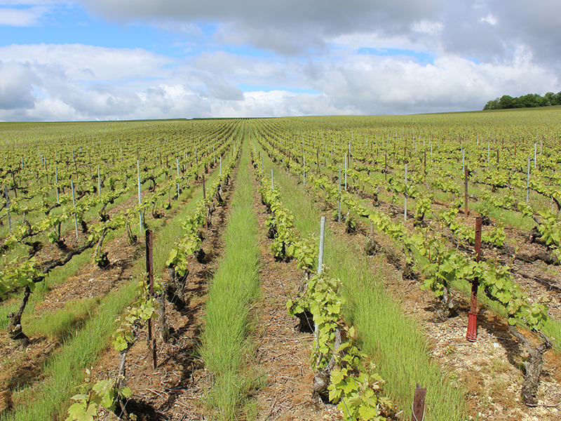 La vigne Champagne Faucheron-Gavroy Tours sur Marne
